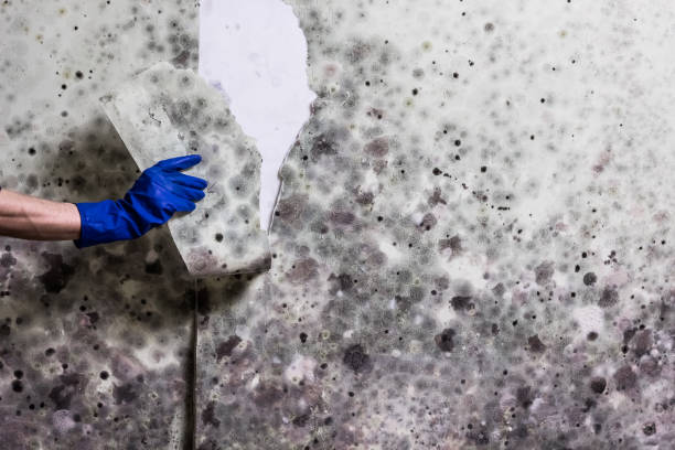 Best Crawl Space Mold Removal  in Brainerd, MN